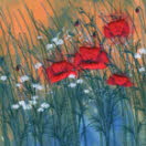 Red Field Poppies VI